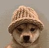 inferior dog wif hat