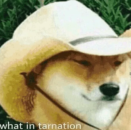 og what in tarnation dog